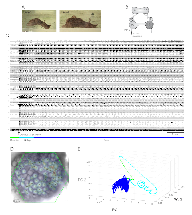 figure-results-4 Snail locomotion analysis; electromyography results, neuron diagram, PCA plot, microscopy image.