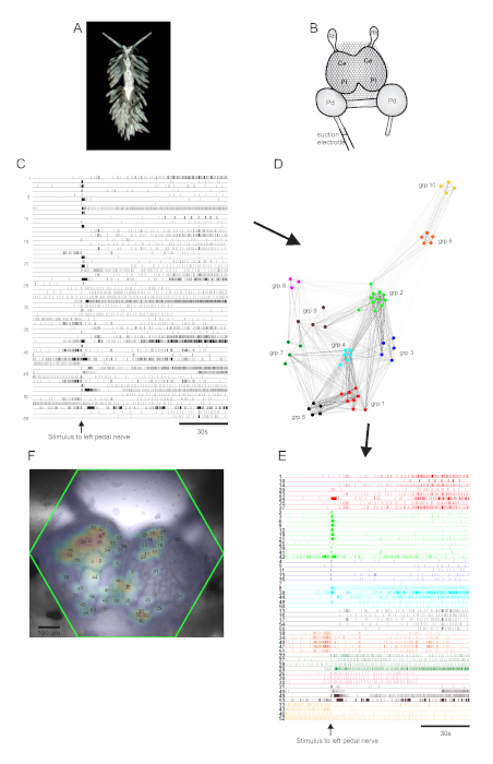 figure-results-5 Neural network analysis: pedal nerve stimulus, connectivity diagram, neuronal activity charts.