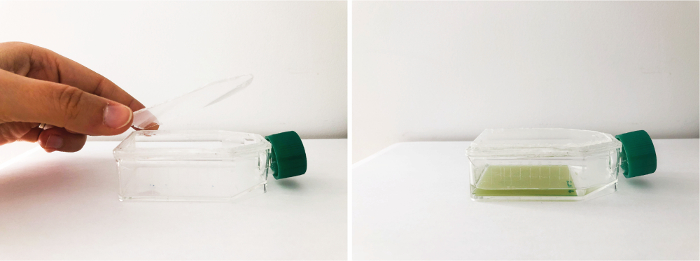 Cell culture flask preparation; involves opening and closed states; used in biological experiments.