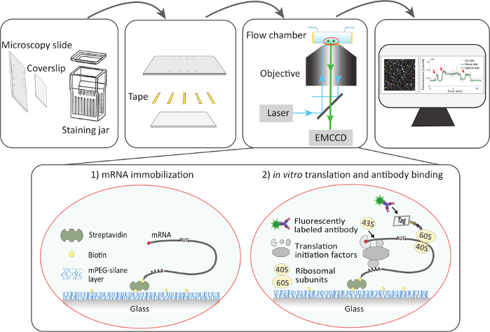 mRNA 固定和体外翻译示意图；显微镜流动室、激光、EMCCD、图表。