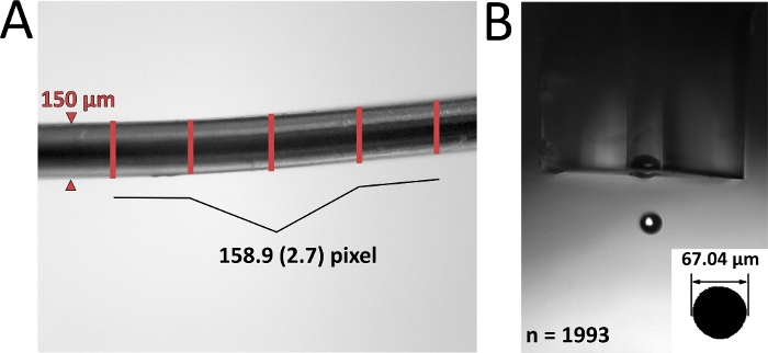 figure-results-1 microscope image showing fiber diameter measurement; scale bar indicates 150 µm, 67.04 µm droplet