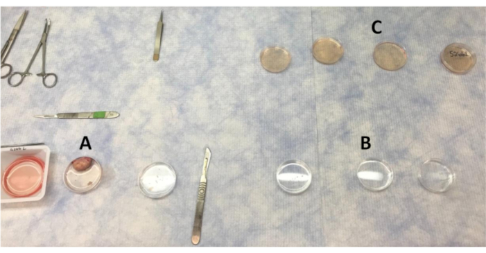 Tissue culture workflow with dissection tools; petri dish samples for biological analysis.