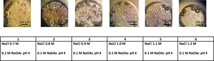 figure-results-4 Crystallization process at varied NaCl concentrations, microscopy images showcasing crystal growth.