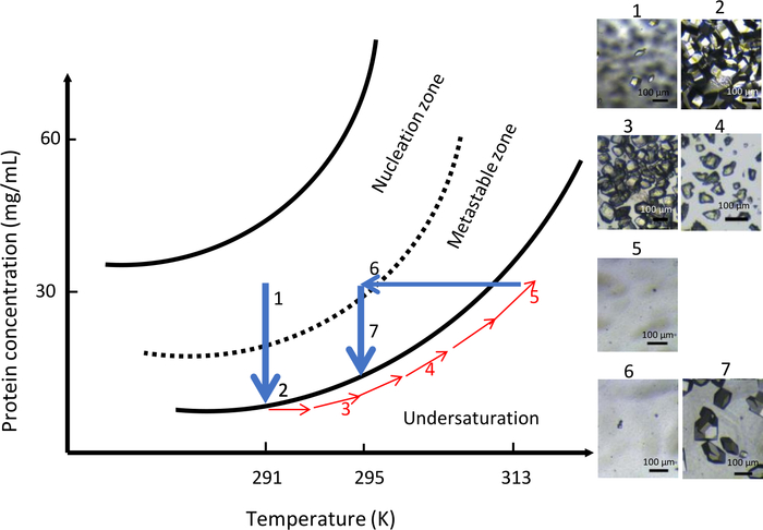 figure-results-10 Protein crystallization diagram; nucleation zones; temperature-concentration phase chart; microscopy.