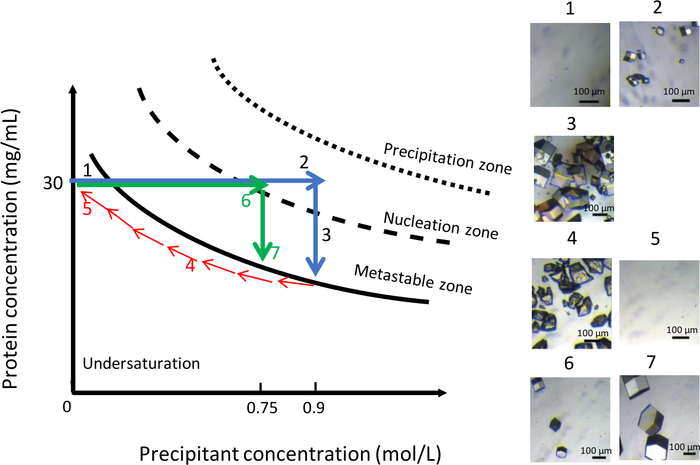 figure-results-11 Protein crystallization process; phase diagram with zones; microscope images of crystal formation.