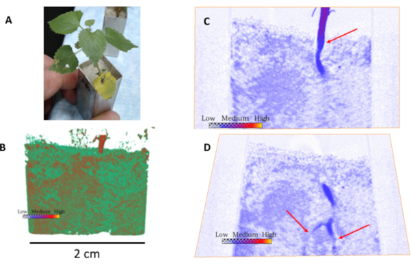 Plant root X-ray tomography; nutrient absorption; diagram; analysis of soil-root interaction.