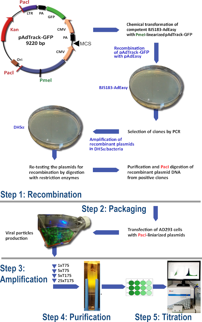 Gene editing workflow diagram; plasmid recombination and amplification in bacteria; viral production.