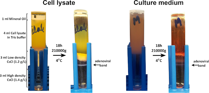 figure-results-2 Cell lysate and culture medium separation, adenoviral banding, density gradient tubes in centrifuge.