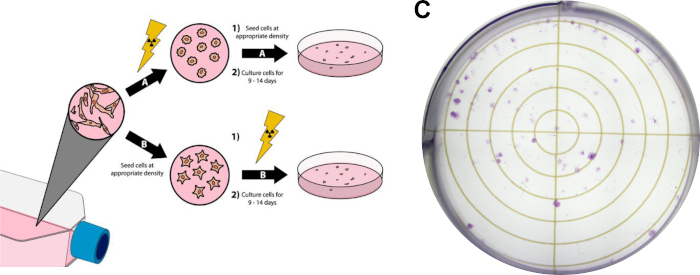 Colony formation assay diagram and result; cell culture for proliferation analysis.