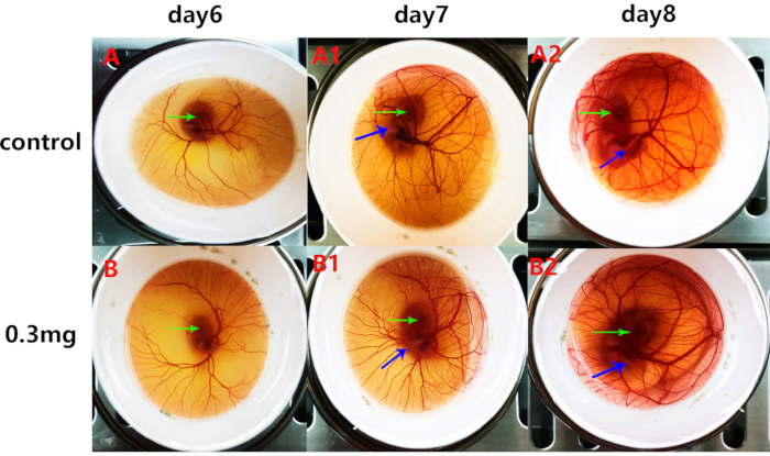 Blood vessel growth analysis in chick embryos; comparative study over days with control and 0.3mg doses.
