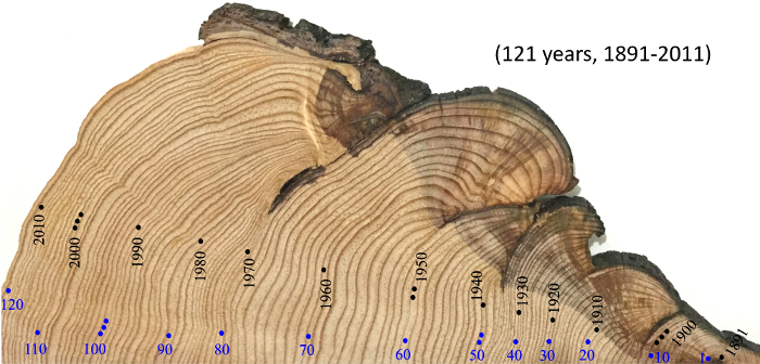 Tree ring cross-section, dendrochronology chart, indicating growth patterns and historical climate data.