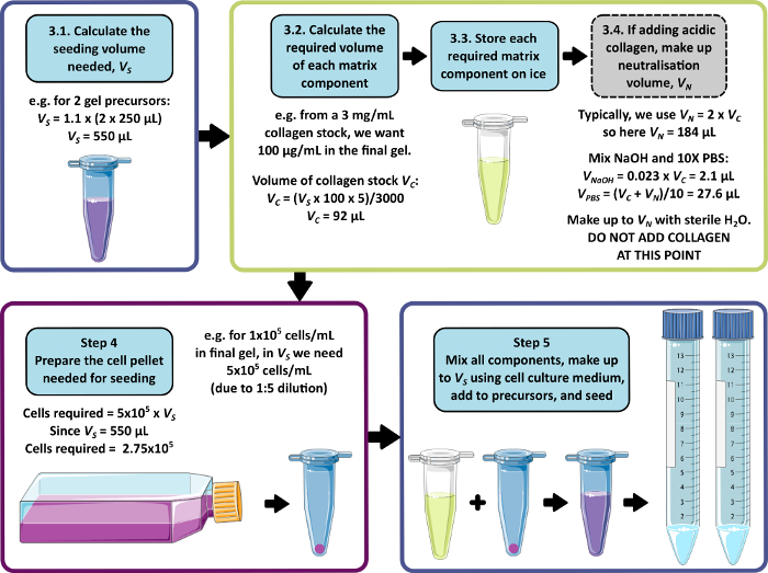 figure-results-1 Hydrogel preparation workflow; shows calculation steps, matrix component mixing, and cell seeding.