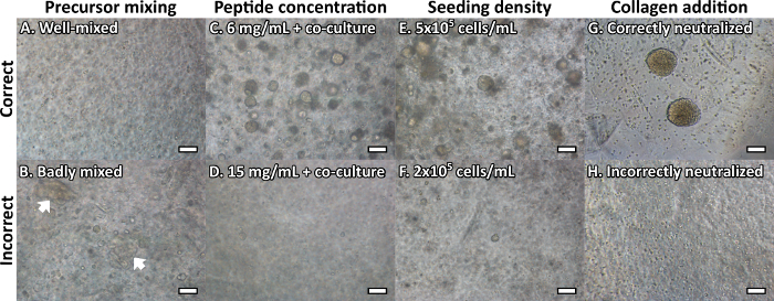 figure-results-5 Precursor mixing, peptide concentration, seeding density, collagen addition; microscopy results.
