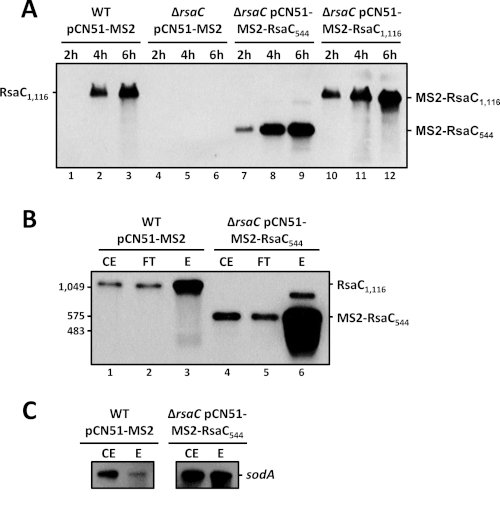 figure-results-3 Western blot analysis showing protein expression of MS2-RsaC variants over time in bacterial extracts.