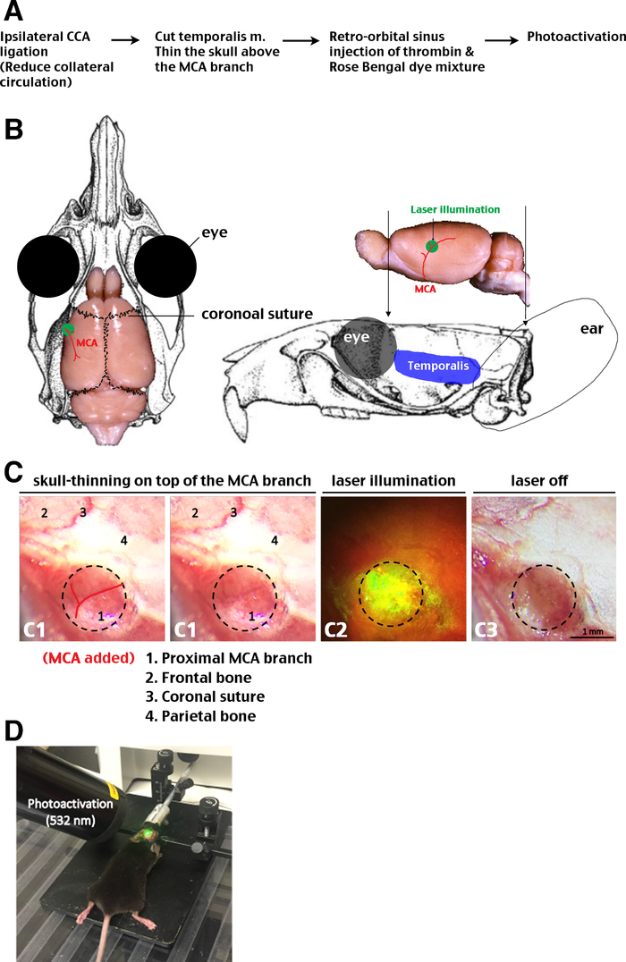 figure-results-1 Middle cerebral artery occlusion; laser illumination and photoactivation diagram for research setup.