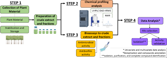 figure-introduction-1 植物提取物分析:UHPLC-DAD-HRMS 分析、生物活性检测及数据分析步骤示意图。