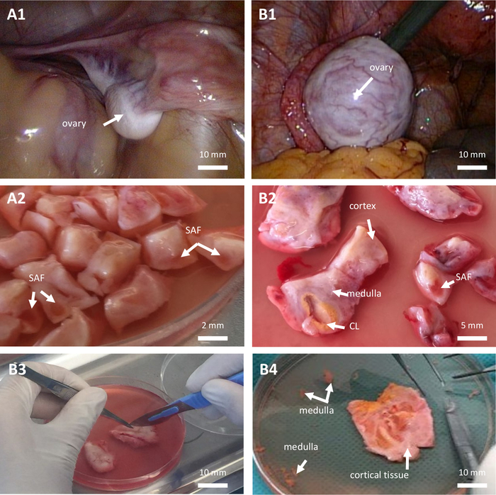Ovary dissection and sectioning process; images show ovary, SAF pieces, cortex, medulla, CL.