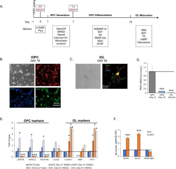 figure-results-2 Neural induction process diagram with microscopy images, mRNA level graph, and protein marker charts.