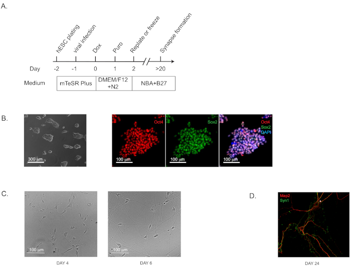 figure-results-1 hESC differentiation timeline, microscopy images with Oct4, Sox2 markers; synapse formation results.