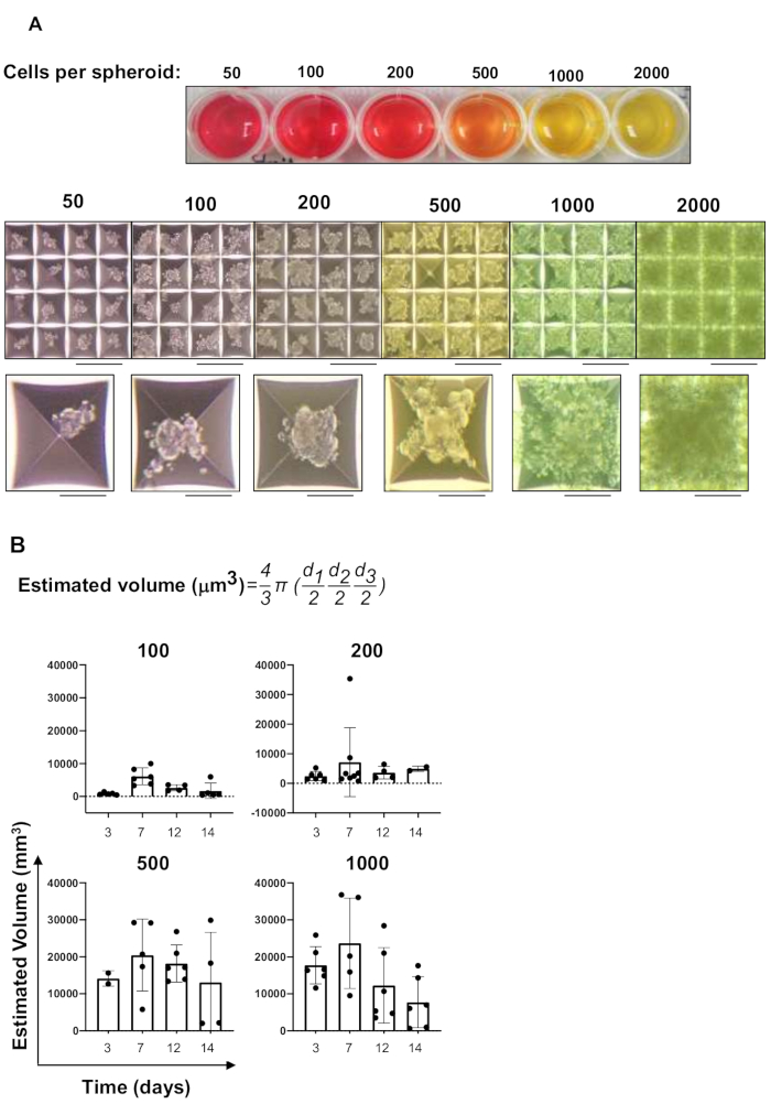 figure-results-1 Cell spheroid formation with volume equation; experimental setup and growth data chart over 14 days.