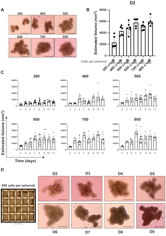 figure-results-2 Spheroid growth analysis, microscopy images, bar graphs, cell count, volumetric measurement results.