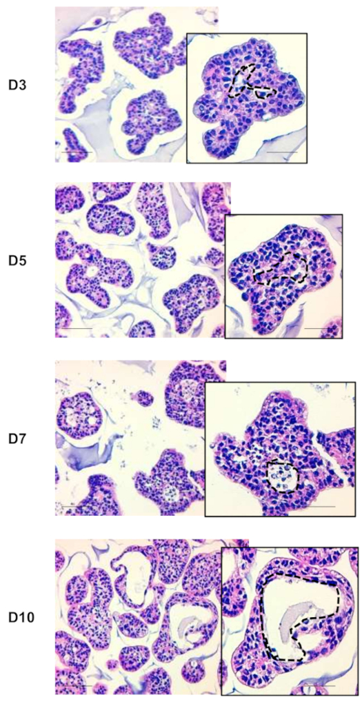 figure-results-3 Histology slides of tissue development, days 3-10, microscopy analysis, cellular structure observations.