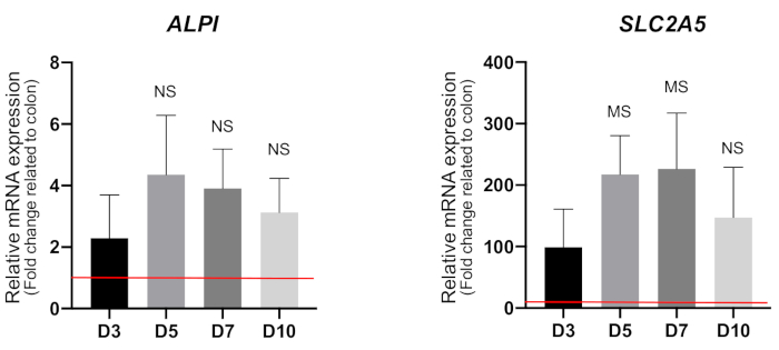 figure-results-5 Bar chart diagram; ALPI, SLC2A5 mRNA expression levels; experiment result over time D3-D10.
