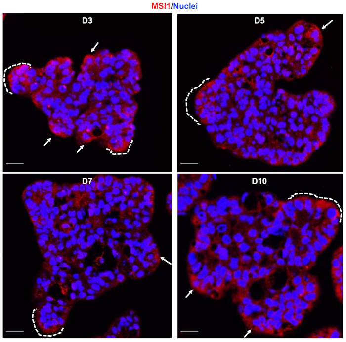 figure-results-7 Immunofluorescence microscopy of MSI1/Nuclei in organoid development, D3-D10, cellular process.
