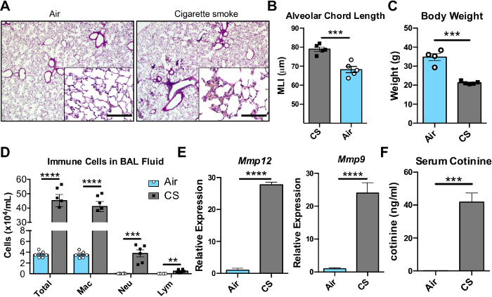 Lung pathology comparison, alveolar chord length, immune cell counts, gene expression, smoking effects.
