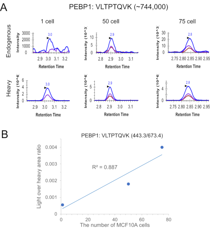 Chromatography results; intensity vs. retention time graph, cell analysis chart; peptide dynamics.