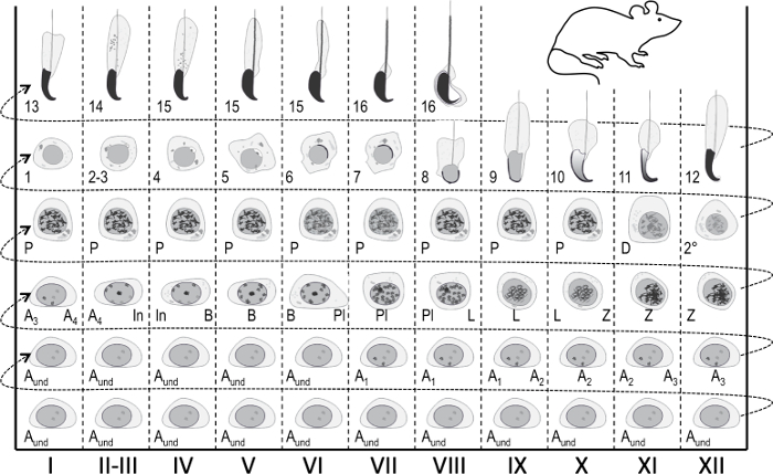 figure-results-1 Mouse spermatogenesis diagram with cell stages I-XII; process of sperm cell development.