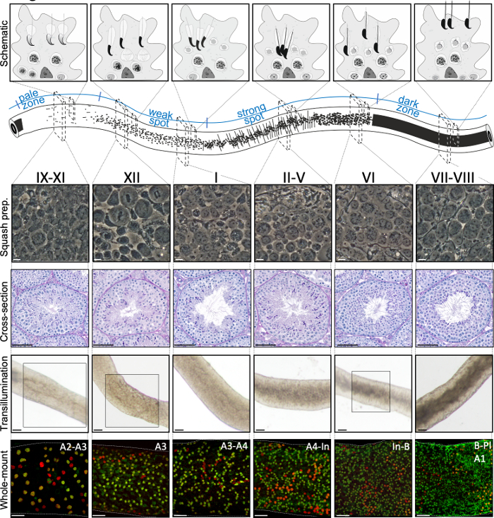 figure-results-2 Spermatogenesis schematic diagram; microscopy results; phases IX-XI; analysis via squash, cross-section.