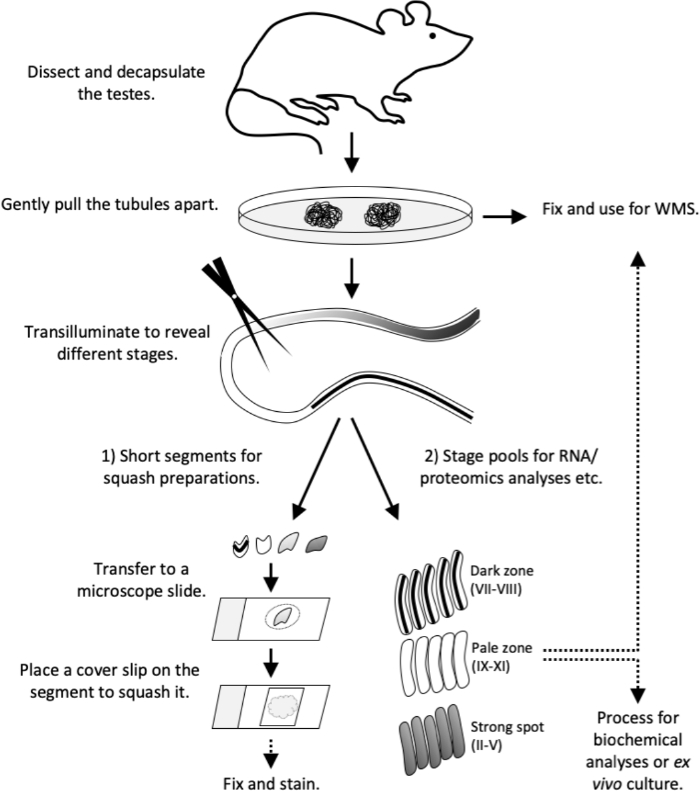 figure-results-4 Mouse testis preparation diagram for RNA/proteomics analysis; microscope slide staining process.