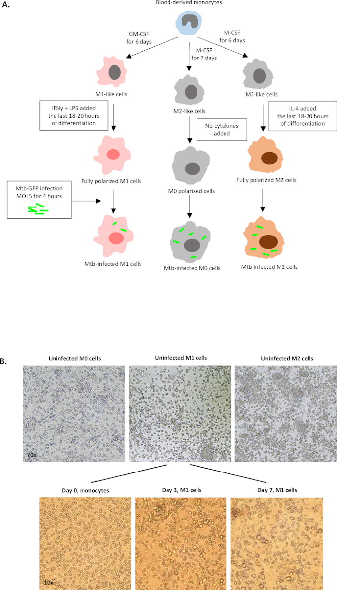 figure-results-1 Blood-derived monocyte polarization diagram with Mtb infection and microscopy cell morphology results.