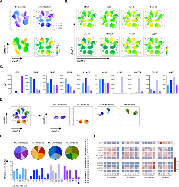 figure-results-4 UMAP plots and bar graphs showing immune cell phenotypes and protein expression in infection study.