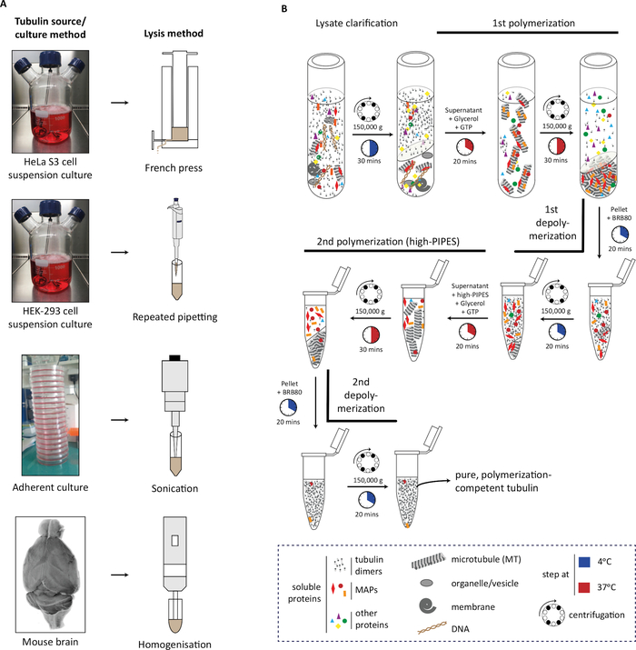 Tubulin purification process; lysis methods diagram; centrifugation steps; cell culture setup.