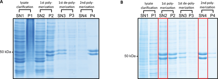 Polymerization process SDS-PAGE gel results, protein purification analysis, electrophoresis method.