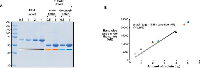 SDS-PAGE gel electrophoresis and protein quantification graph showing band size vs. protein amount.