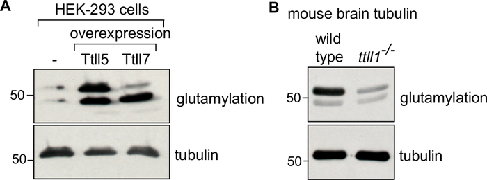 HEK-293 cells tubulin glutamylation, Western blot, overexpression analysis, Ttl5, Ttl7, knockout.