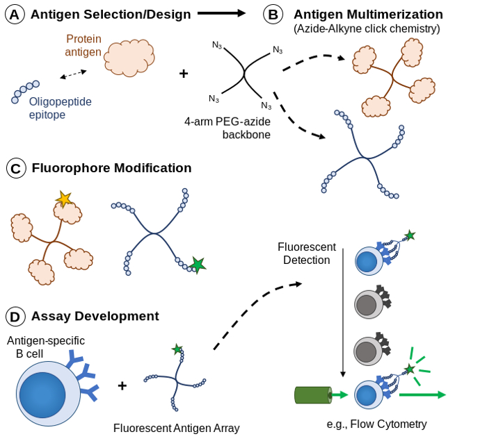 Antigen design diagram, azide-alkyne click chemistry, flow cytometry, fluorescent detection.