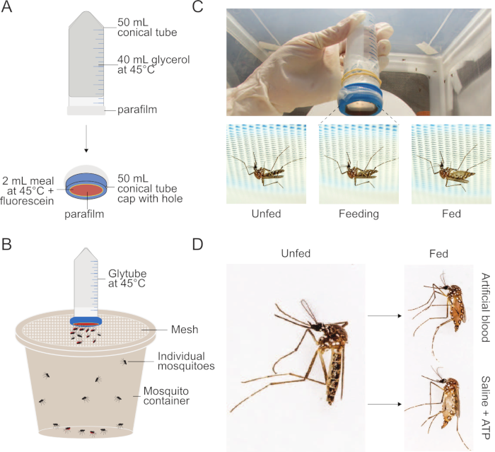 figure-results-1 Mosquito feeding experiment diagram; use of glycerol tube at 45°C; stages: unfed, feeding, fed.
