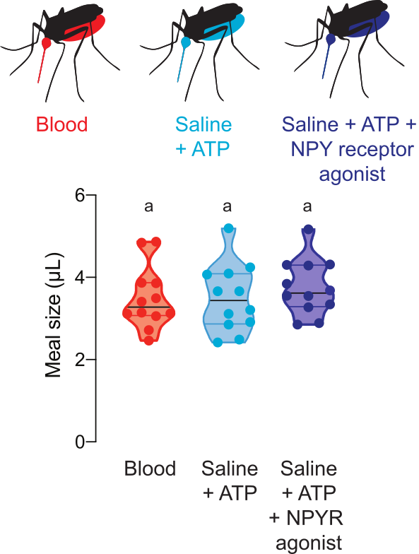 figure-results-5 Mosquito meal size comparison chart; blood, saline+ATP, saline+ATP+NPYR agonist treatment.