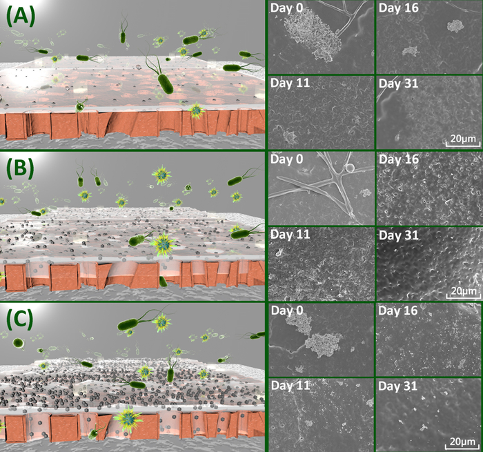 Biofilm formation stages on surfaces, SEM images for days 0-31, microbial growth illustration.