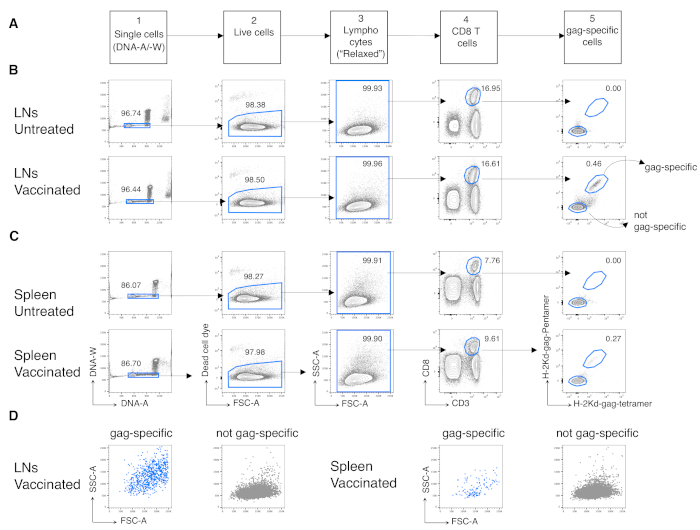 figure-results-3 Flow cytometry analysis of CD8 T cells; DNA gating, lymphocyte isolation, vaccinated vs untreated.