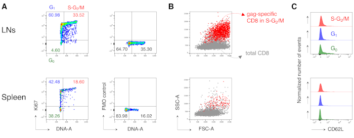 figure-results-4 Flow cytometry analysis of cellular DNA content and CD8+ T-cell proliferation in lymph nodes and spleen.