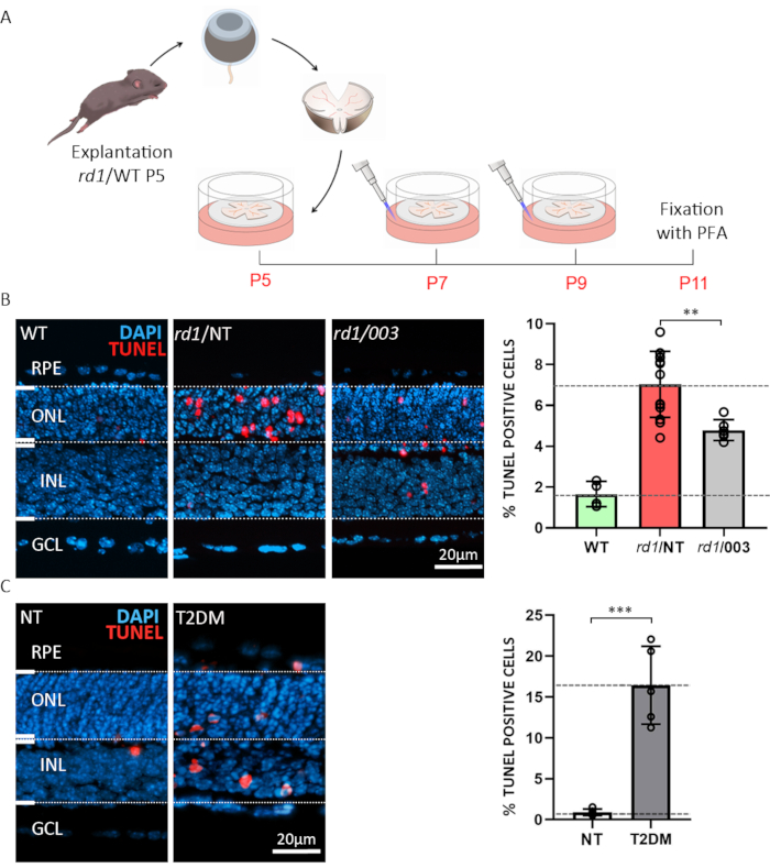 Mouse retinal explantation experimental setup, TUNEL assay results, diagram, apoptosis analysis.