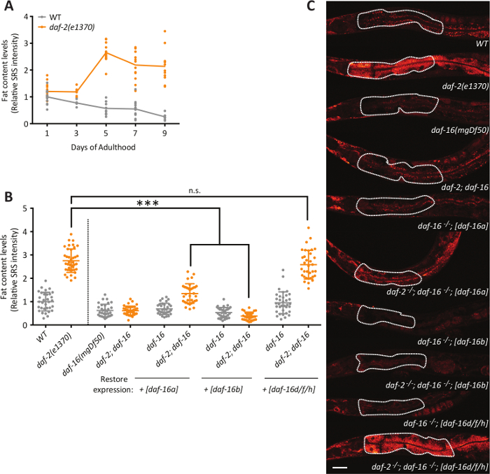 Gene expression analysis; daf-2 gene mutants; graphs and fluorescence microscopy results; intensity comparison; developmental stages; experimental setup.