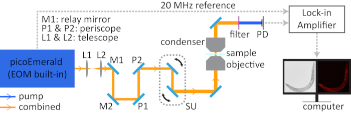 Pump-probe spectroscopy setup diagram with optical components, 20MHz reference, and data analysis.