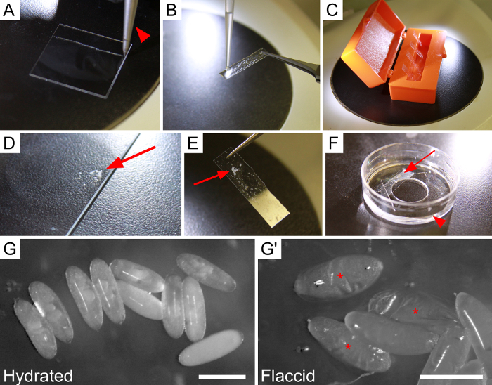 Dissect Embryo Dissection and Live-Imaging of the Late Embryonic Drosophila Gonad