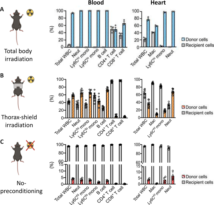figure-results-1 Total body and thorax-shield irradiation effects on cell types; bar graphs; radiation experiment.